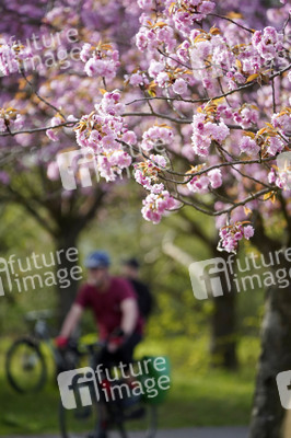 Kirschblüte in Berlin