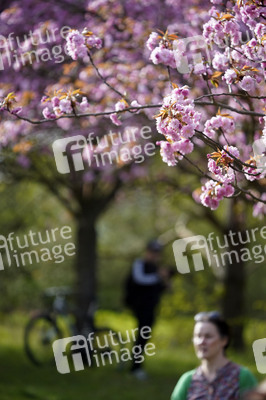 Kirschblüte in Berlin