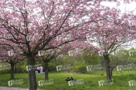 Kirschblüte in Berlin