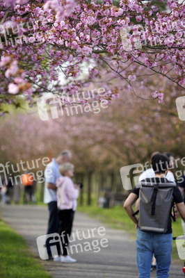 Kirschblüte in Berlin