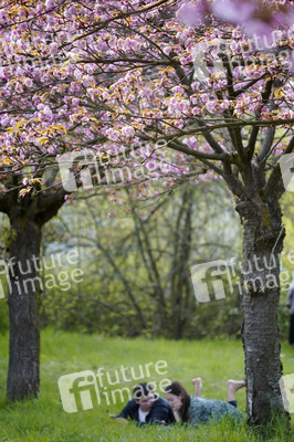 Kirschblüte in Berlin