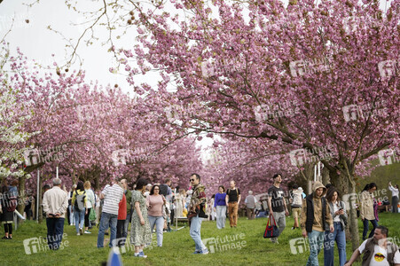 Kirschblüte in Berlin