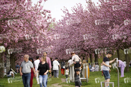 Kirschblüte in Berlin