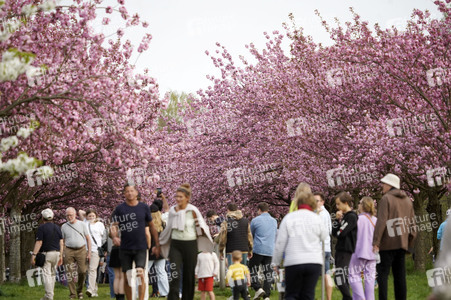 Kirschblüte in Berlin
