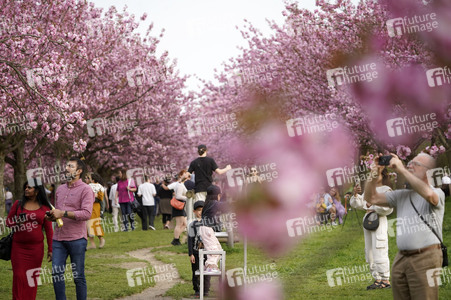 Kirschblüte in Berlin