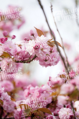 Kirschblüte in Berlin