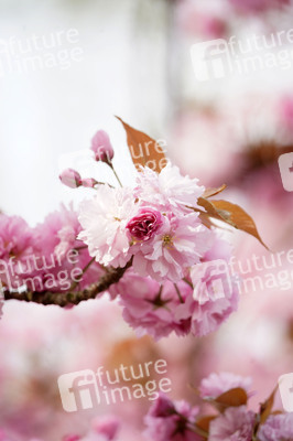 Kirschblüte in Berlin