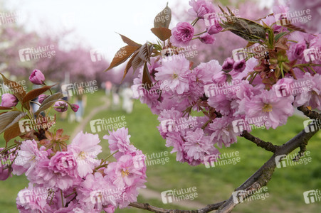 Kirschblüte in Berlin