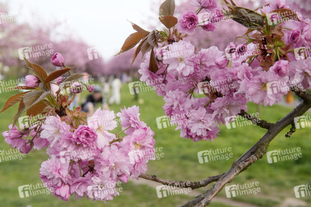 Kirschblüte in Berlin