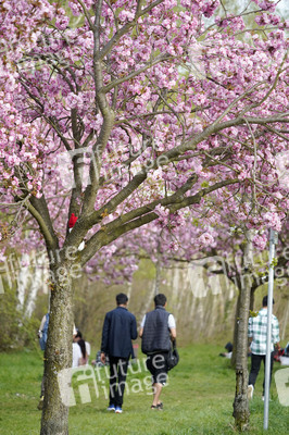 Kirschblüte in Berlin