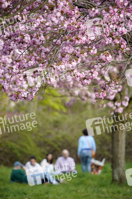 Kirschblüte in Berlin