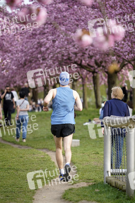 Kirschblüte in Berlin