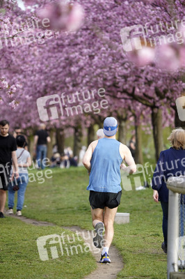 Kirschblüte in Berlin