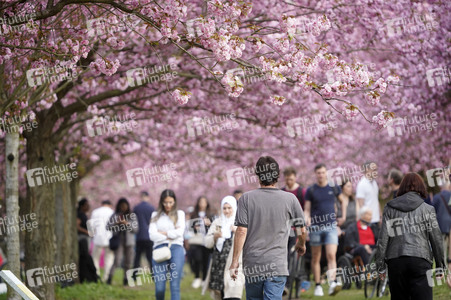 Kirschblüte in Berlin
