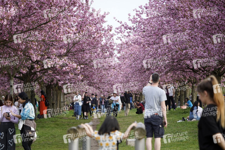 Kirschblüte in Berlin