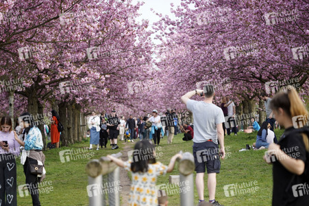Kirschblüte in Berlin