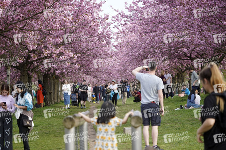 Kirschblüte in Berlin