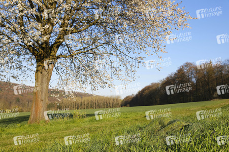 Fotobildband 'Bodypainting in Nature' in Hameln
