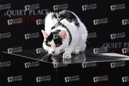 Photocall 'A Quiet Place: Tag Eins' in London