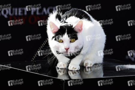 Photocall 'A Quiet Place: Tag Eins' in London