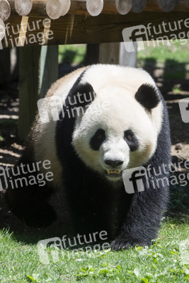 Pandabär-Präsentation in Madrid