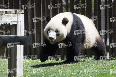 Pandabär-Präsentation in Madrid