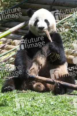 Pandabär-Präsentation in Madrid