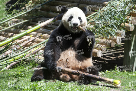 Pandabär-Präsentation in Madrid