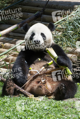 Pandabär-Präsentation in Madrid