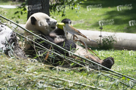 Pandabär-Präsentation in Madrid