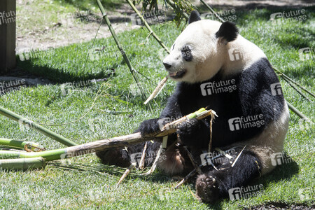 Pandabär-Präsentation in Madrid