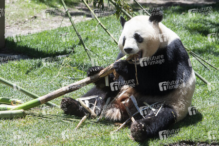 Pandabär-Präsentation in Madrid