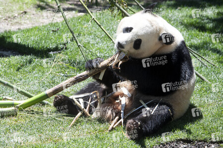 Pandabär-Präsentation in Madrid