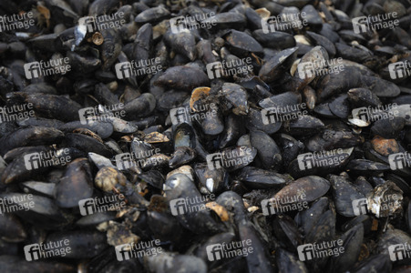 Symbolfoto Miesmuscheln