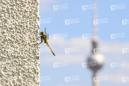 Libelle in Berlin