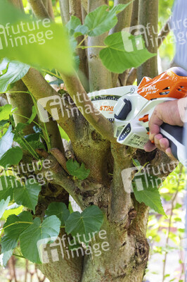 Symbolfoto Hecke schneiden