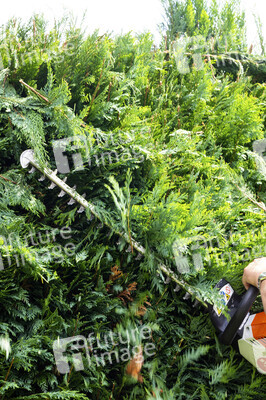 Symbolfoto Hecke schneiden