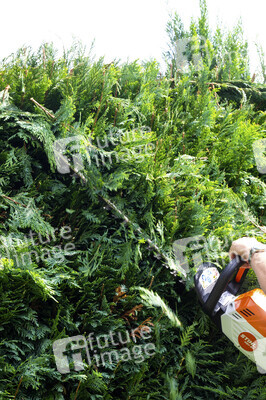 Symbolfoto Hecke schneiden