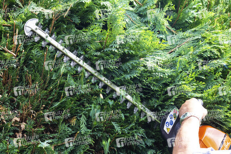 Symbolfoto Hecke schneiden