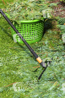 Symbolfoto Hecke schneiden