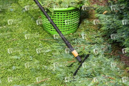 Symbolfoto Hecke schneiden