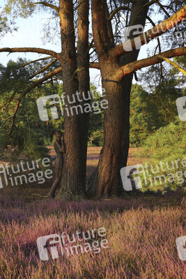 NATURE ART: Heidebäume / Heath Tress Bodypainting