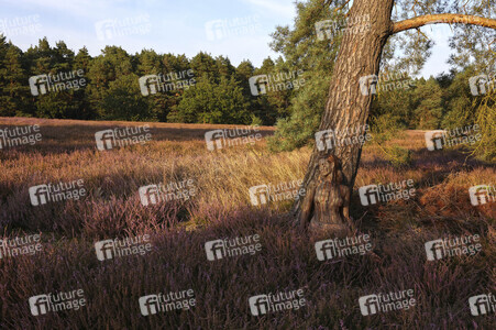NATURE ART: Heidebäume / Heath Tress Bodypainting