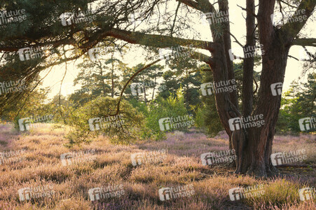 NATURE ART: Heidebäume / Heath Tress Bodypainting