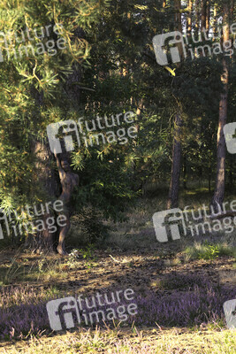 NATURE ART: Heidebäume / Heath Tress Bodypainting