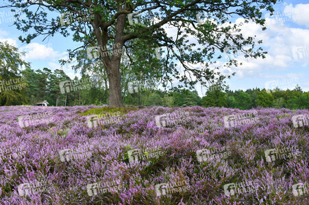NATURE ART: Lila Heide / Purple Heather Bodypainting