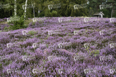 NATURE ART: Lila Heide / Purple Heather Bodypainting