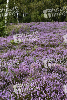 NATURE ART: Lila Heide / Purple Heather Bodypainting