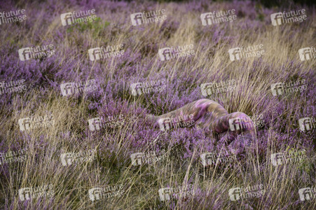 NATURE ART: Lila Heide / Purple Heather Bodypainting