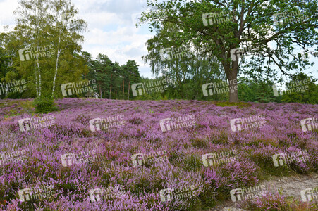 NATURE ART: Lila Heide / Purple Heather Bodypainting
